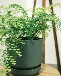 Rose Plant